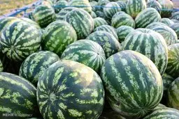 صادرات هندوانه با قیمت بازار داخلی