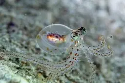 جد اختاپوس و انسان ها به احتمال زیاد یکسان است! | کشف علت باهوشی اختاپوس ها