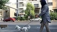 موج جدید ممنوعیت سگ‌گردانی در ایران | ۶ شهر در لیست برخورد قضایی برای سگ گردانی

