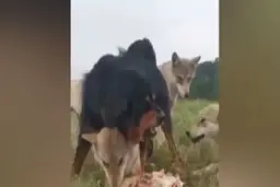 سگی که از یک گرگ پیر محافظت می‌کند+ویدئو 