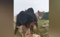 سگی که از یک گرگ پیر محافظت می‌کند+ویدئو 