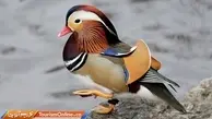 زیباترین اردک جهان ضرب المثل عُشاق است!