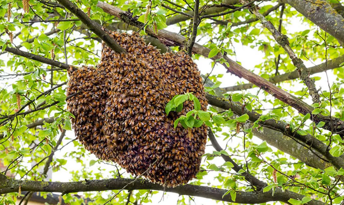 خبر ترسانک برای جهان | تولید عسل متوقف می شود | ویروس هولناک در کمین زنبورهای عسل!