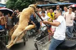 خوردن گوشت سگ و گربه در یک شهر چین ممنوع شد