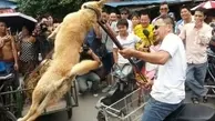 خوردن گوشت سگ و گربه در یک شهر چین ممنوع شد