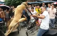 خوردن گوشت سگ و گربه در یک شهر چین ممنوع شد