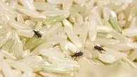 راهکارهای فوری برای از بین بردن شپشک برنج | با این روش‌ها به راحتی از شر شپشک برنج خلاص شوید 