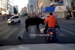 حمله گاو وحشی به مردم در خیابان  +ویدئو