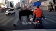 حمله گاو وحشی به مردم در خیابان  +ویدئو