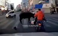 حمله گاو وحشی به مردم در خیابان  +ویدئو