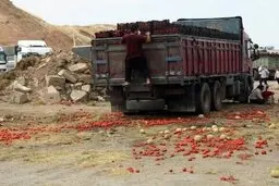  شیوه نادرست صادرات گوجه فرنگی