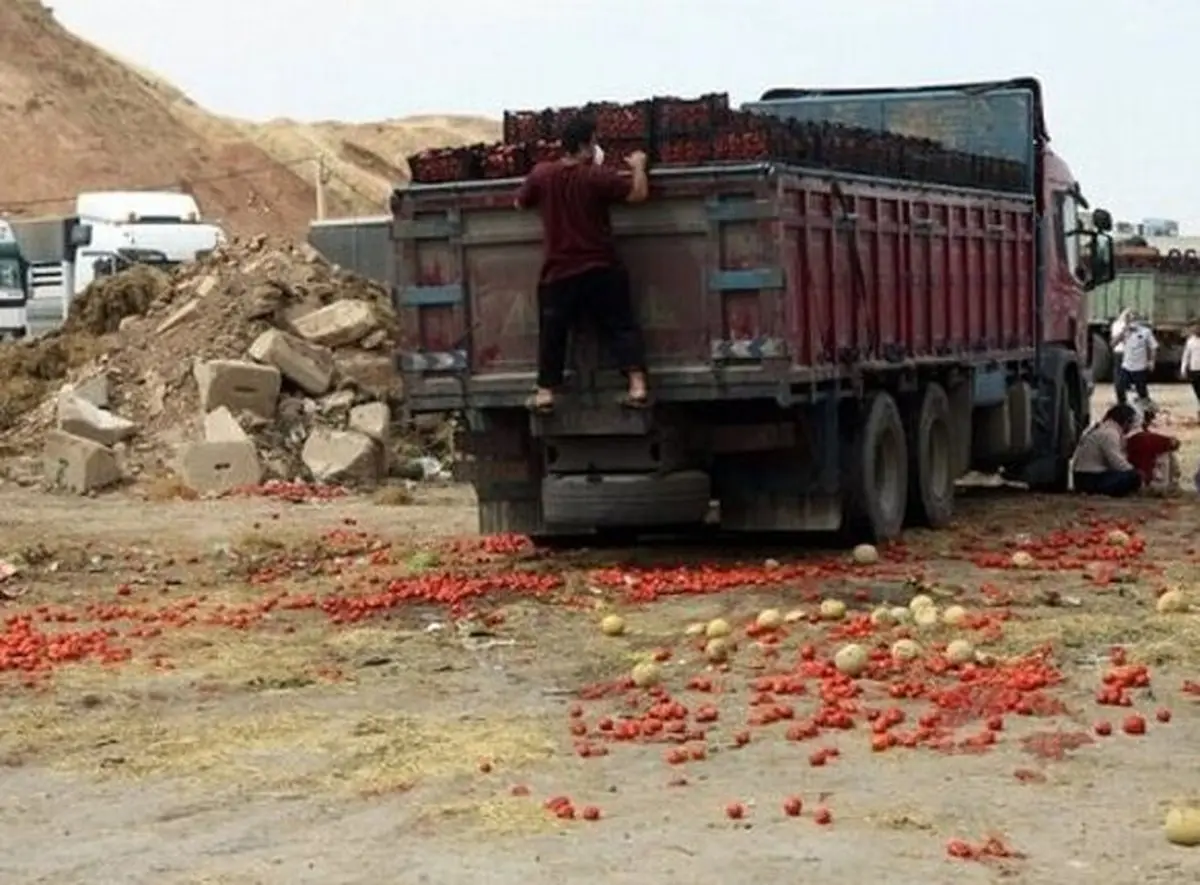  شیوه نادرست صادرات گوجه فرنگی
