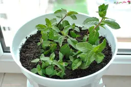 بیا بهت یاد بدم سبزی نعنا رو خودت تو خونه بکاری +ویدئو