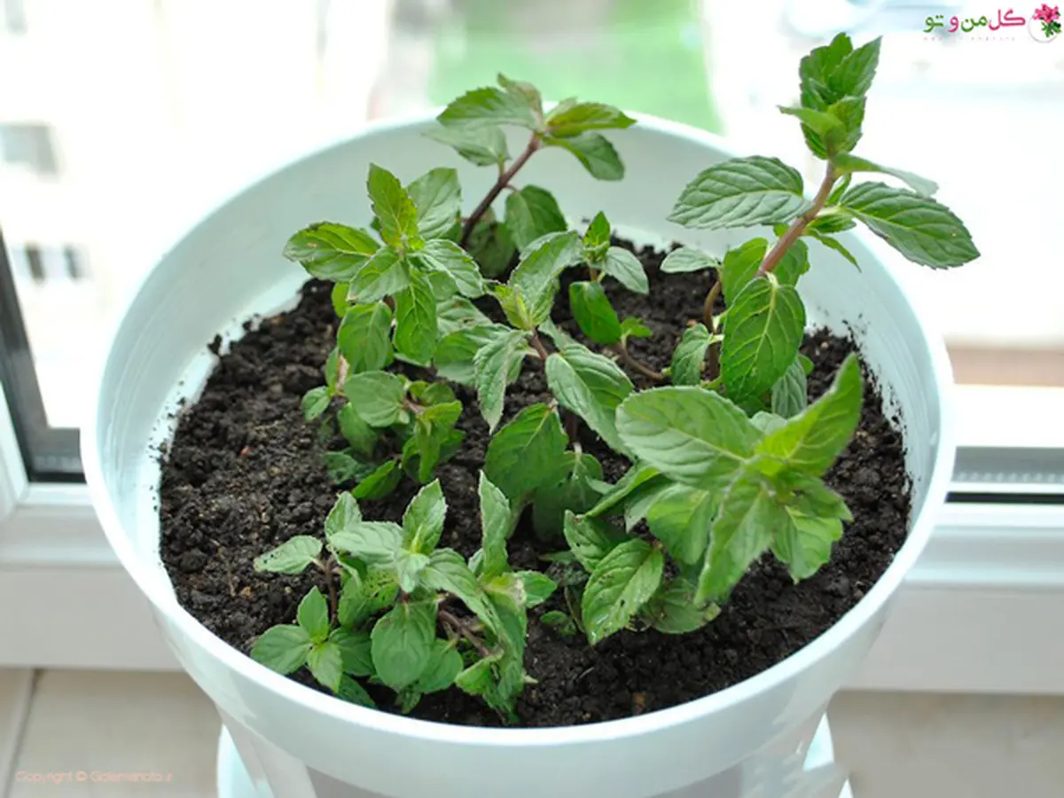 بیا بهت یاد بدم سبزی نعنا رو خودت تو خونه بکاری +ویدئو