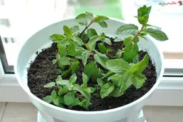 بیا بهت یاد بدم سبزی نعنا رو خودت تو خونه بکاری +ویدئو