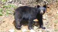 حمله خرس سیاه آسیایی به یک زن چوپان | زن مجروح در شهرستان رودان بستری شد