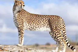 تصویری بامزه از یک بچه یوزپلنگ در حال خنده+ عکس 