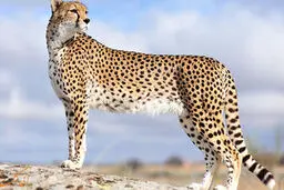 تصویری بامزه از یک بچه یوزپلنگ در حال خنده+ عکس 