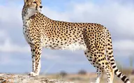 تصویری بامزه از یک بچه یوزپلنگ در حال خنده+ عکس 