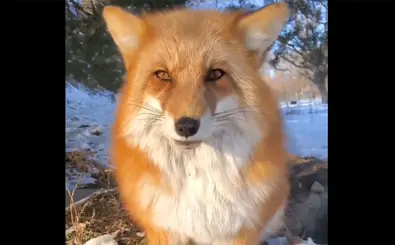 از سگ‌های ولگرد تا روباه‌ها | هشدار درباره عادت دادن حیوانات وحشی به حضور در شهر+ویدئو