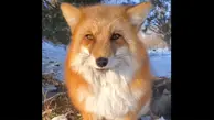 این روباه به طرز ترسناکی شبیه انسان راه می رود! | چطور ممکنه آخه ؟ + ویدئو