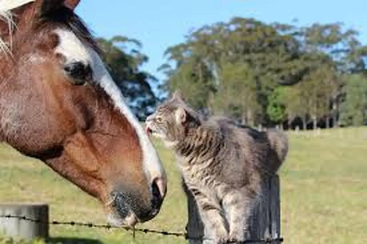 شوخی خنده‌دار یک اسب با یک گربه+ویدئو 