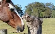 شوخی خنده‌دار یک اسب با یک گربه+ویدئو 