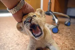 غرش خنده‌دار بچه‌شیر نوزاد!+ویدئو