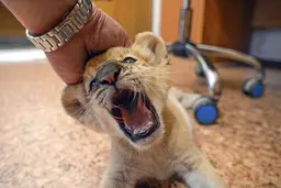 غرش خنده‌دار بچه‌شیر نوزاد!+ویدئو