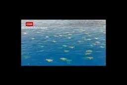 تصاویر پهبادی از لاک پشت‌های در معرض خطر انقراض + ویدئو