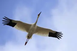 جفت تک درنای سیبری از بلژیک به مازندران بازگشت | امید دیگر تنها نیست