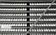 صادرات تخم‌مرغ ممنوع شد