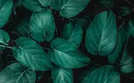 گیاهان سبز |  کشف علت سبز بودن رنگ گیاهان