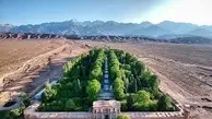 کرمان شما را شوکه می‌کند | جنگل پنهان در دل کویر، جایی که هیچ‌کس انتظارش را ندارد +ویدئو