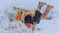  بارش شدید برف در بیابان‌های عربستان + ویدئو 
