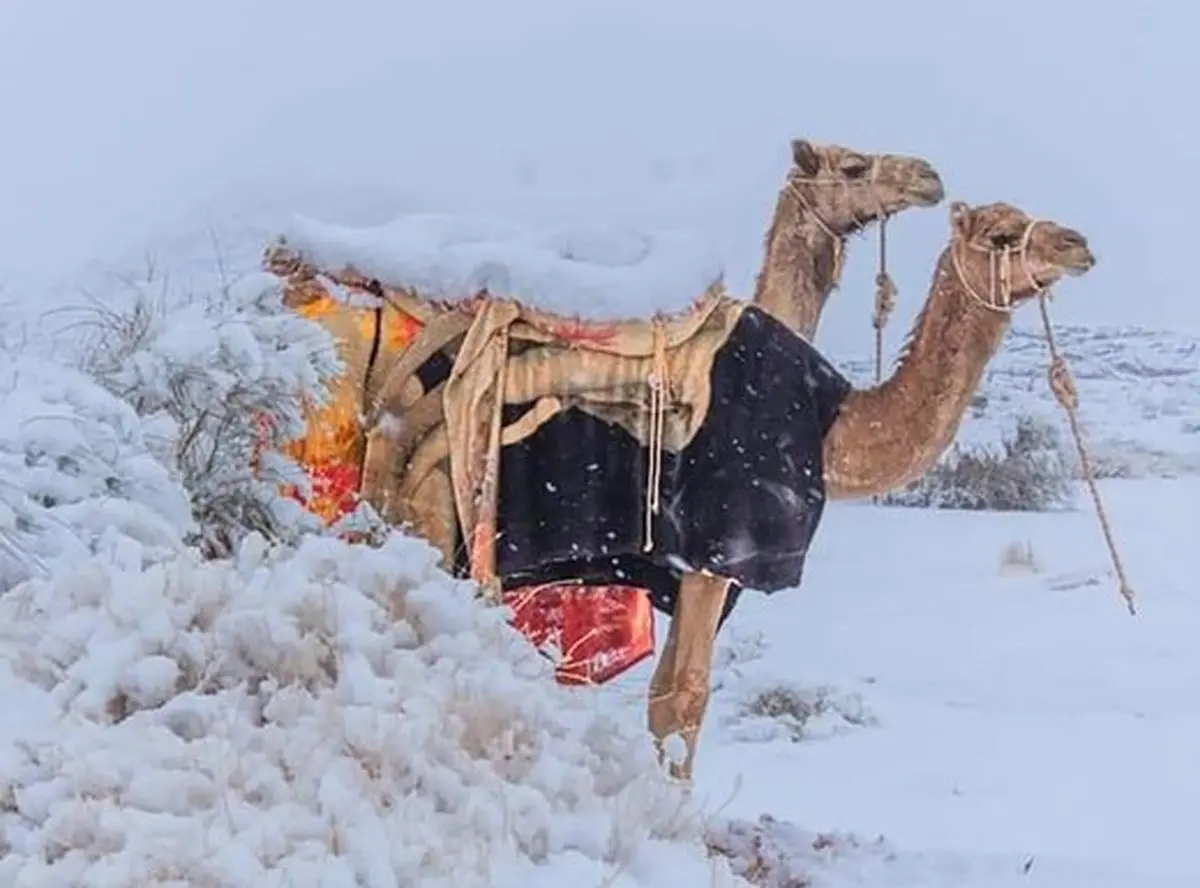  بارش شدید برف در بیابان‌های عربستان + ویدئو 