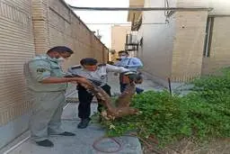 شکار یک بهله عقاب در منزل مسکونی در  پادادشهر  اهواز