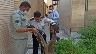 شکار یک بهله عقاب در منزل مسکونی در  پادادشهر  اهواز