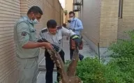 شکار یک بهله عقاب در منزل مسکونی در  پادادشهر  اهواز