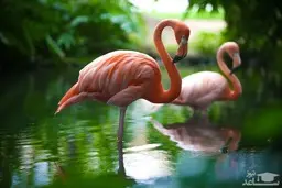 دلیل رنگ صورتی فلامینگو ها چیست؟ | این پرندگان اگر میگو نخورند رنگ پرهایشان می‌پرد