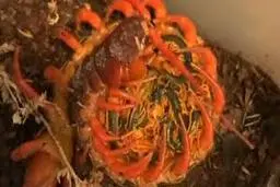 لحظه‌ای که هزارپای مادر به فرزندانش رسیدگی می‌‌کند+ویدئو 