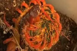 لحظه‌ای که هزارپای مادر به فرزندانش رسیدگی می‌‌کند+ویدئو 