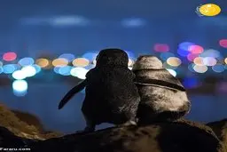 دو پنگوئن همدرد عشقِ از دست رفته! 