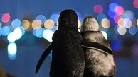 دو پنگوئن همدرد عشقِ از دست رفته! 