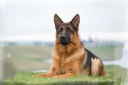  لحظه تماشایی از سگ‌ وفادار+ ویدیو