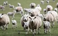 متهم اصلی بحران گوسفند