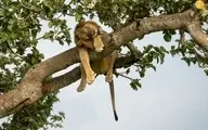 چرت زدن شیرها روی شاخه‌های درخت