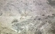 مشاهده یوزپلنگ ایرانی در یزد پس از ۶ سال + عکس