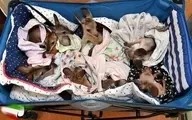 نگهداری از کانگوروهای نجات یافته از آتش استرالیا