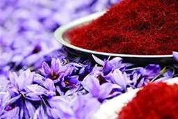 تفاوت باورنکردنی برداشت زعفران در اسپانیا و ایران | ایران بازار جهانی را از دست می دهد؟ + ویدئو